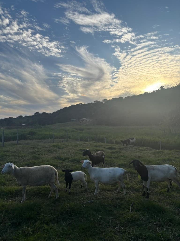 Protocolos de saúde do plantel